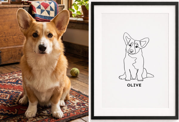 Olive • Corgi