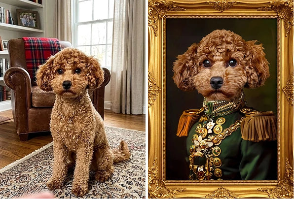 Duke • Poodle